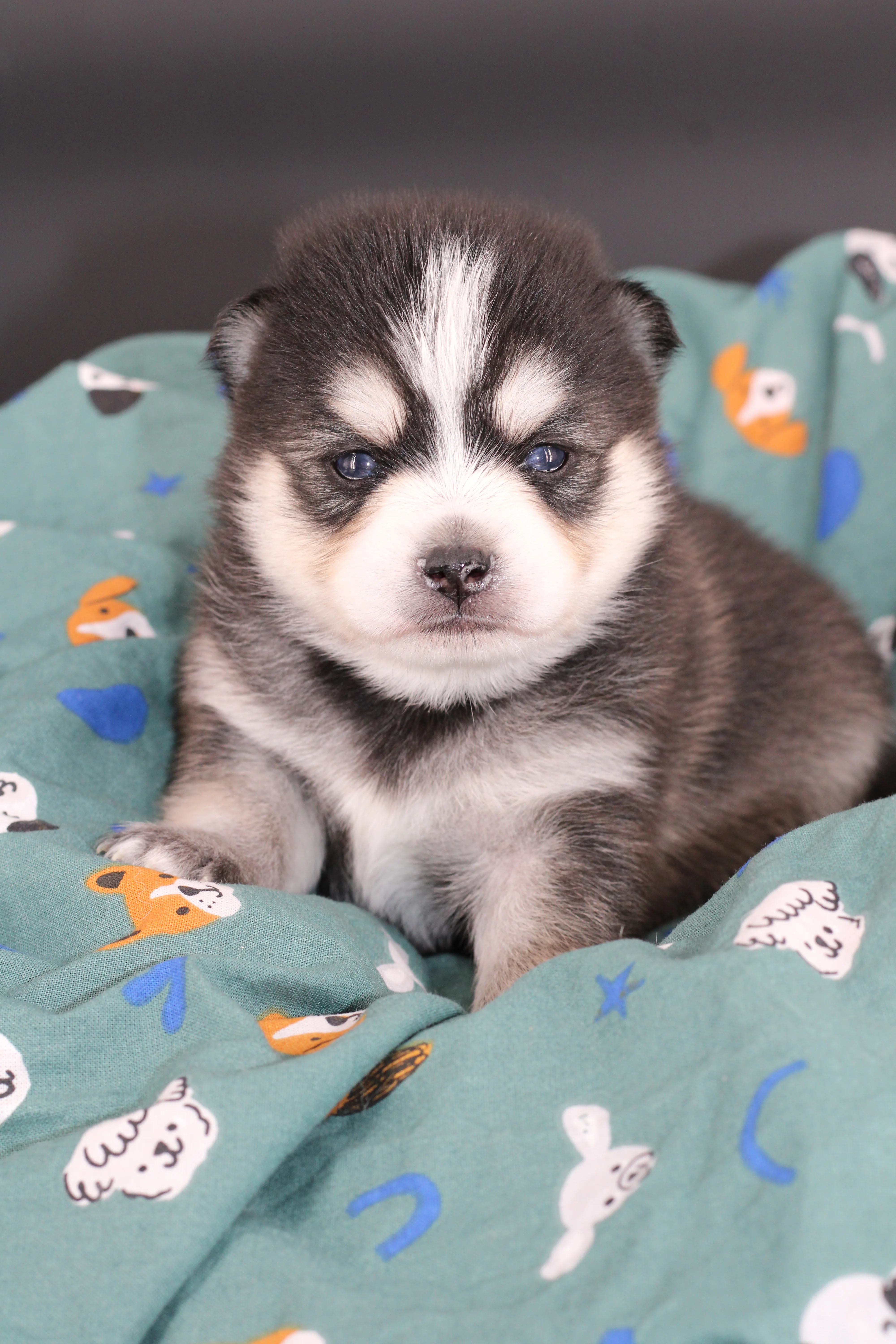 AMAROK, chiot Pomsky Royal POMSKY - photo 3