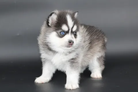 AMAROK, chiot Pomsky Royal POMSKY - photo 5