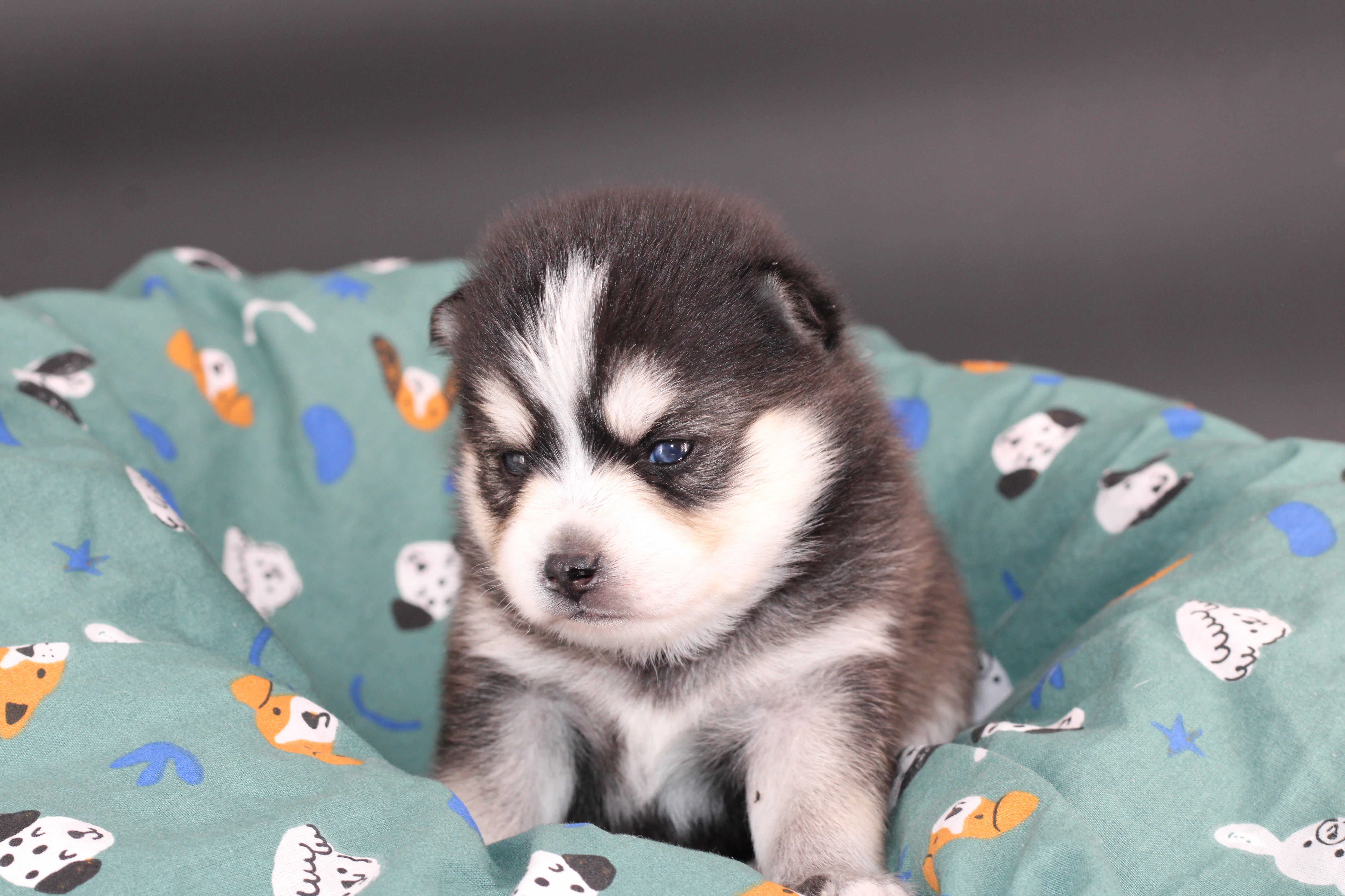 AMAROK, chiot Pomsky Royal POMSKY - photo 4