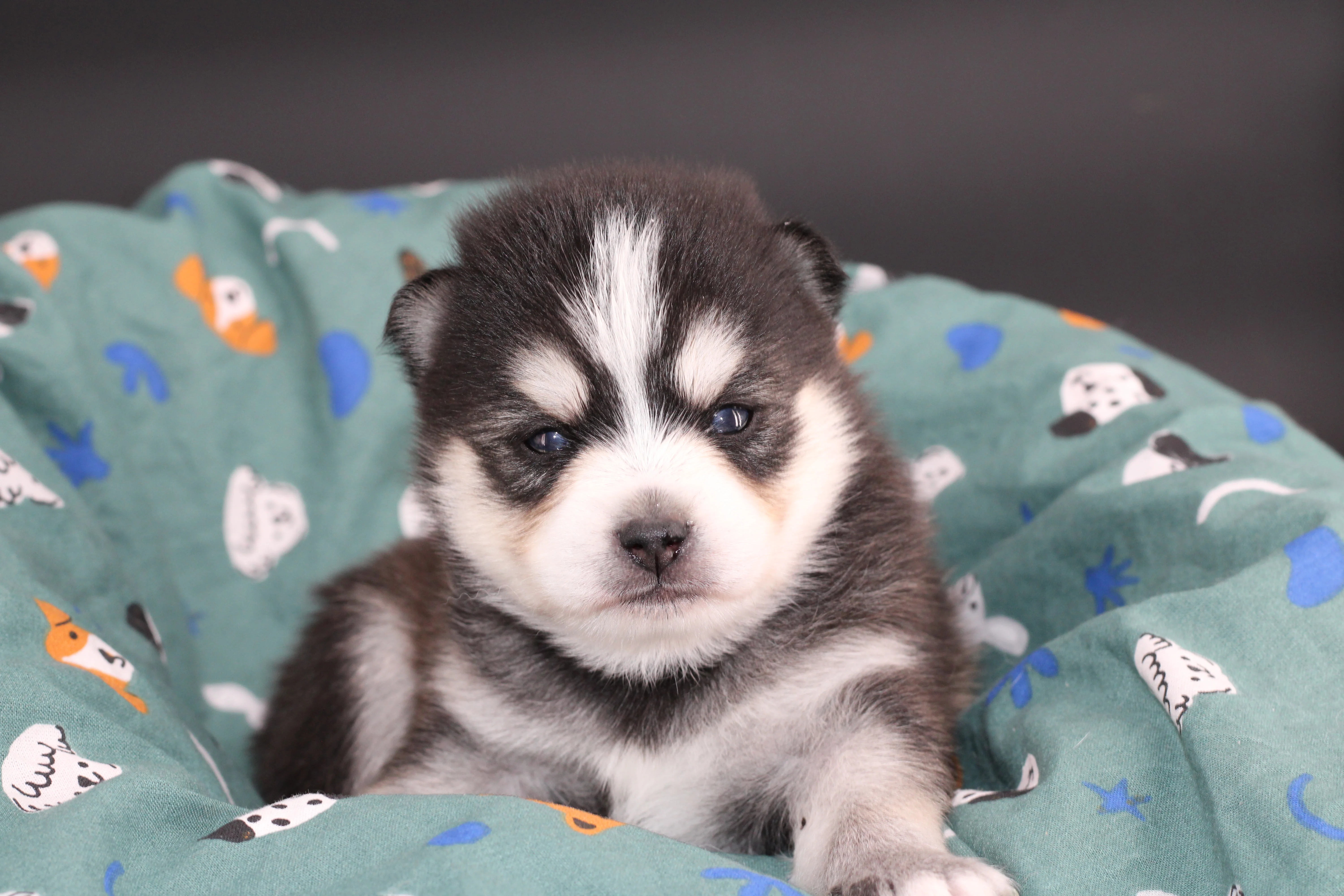 AMAROK, chiot Pomsky Royal POMSKY - photo 5