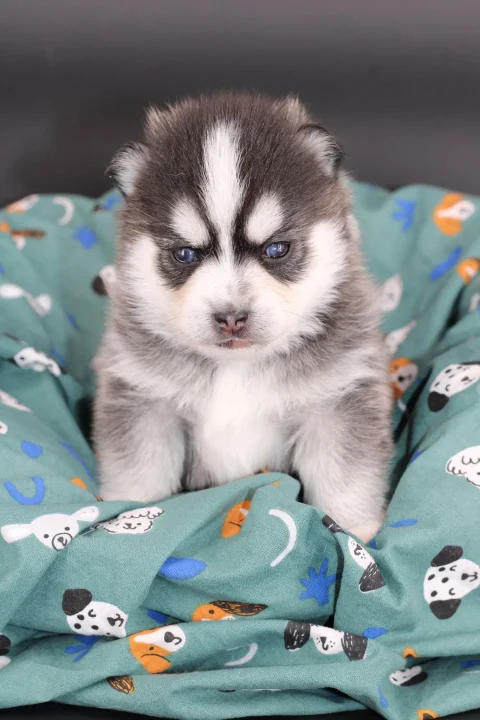 AMAROK, chiot Pomsky Royal POMSKY - photo 1
