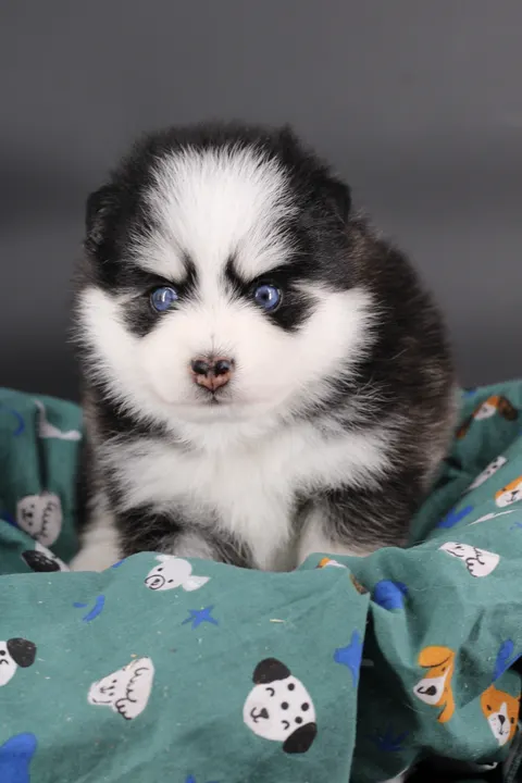 BAÏKAL, chiot Pomsky Royal POMSKY - photo 2