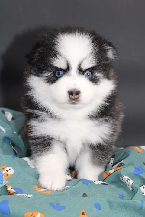 BAÏKAL, chiot Pomsky Royal POMSKY - photo 1