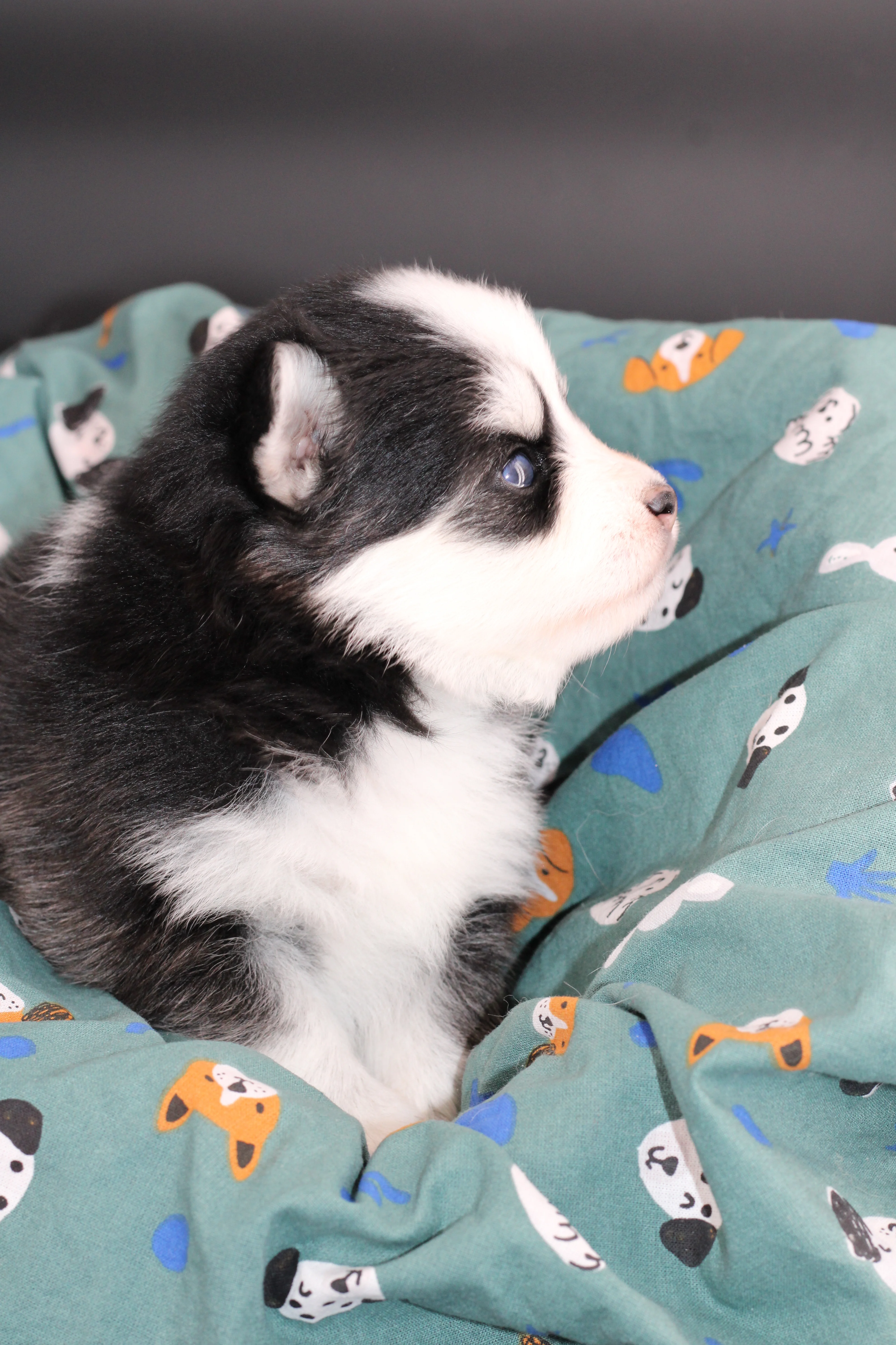 BAÏKAL, chiot Pomsky Royal POMSKY - photo 2
