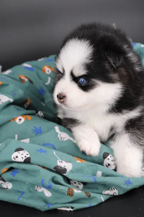BAÏKAL, chiot Pomsky Royal POMSKY - photo 3
