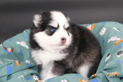 BAÏKAL, chiot Pomsky Royal POMSKY - photo 1