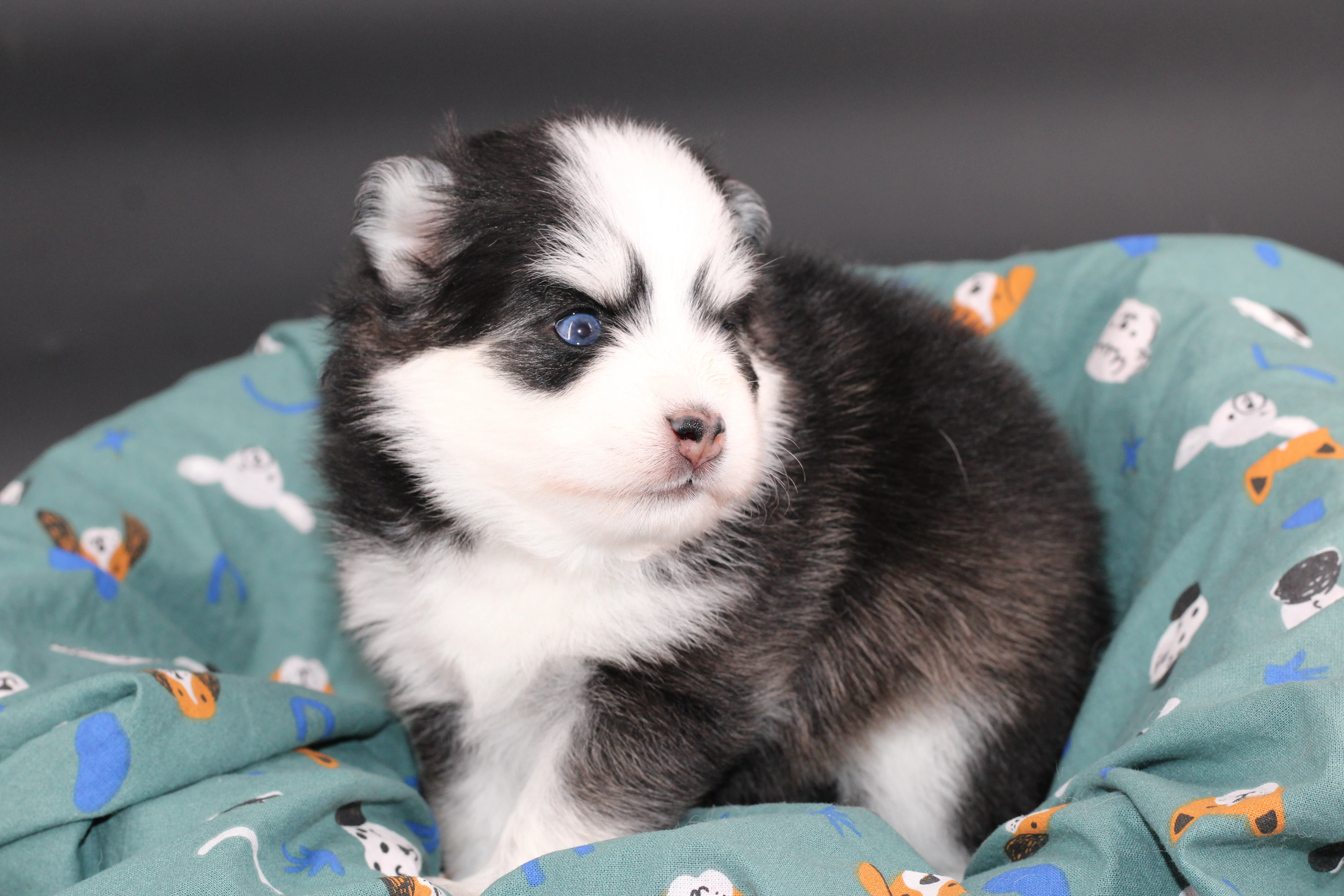 BAÏKAL, chiot Pomsky Royal POMSKY - photo 1