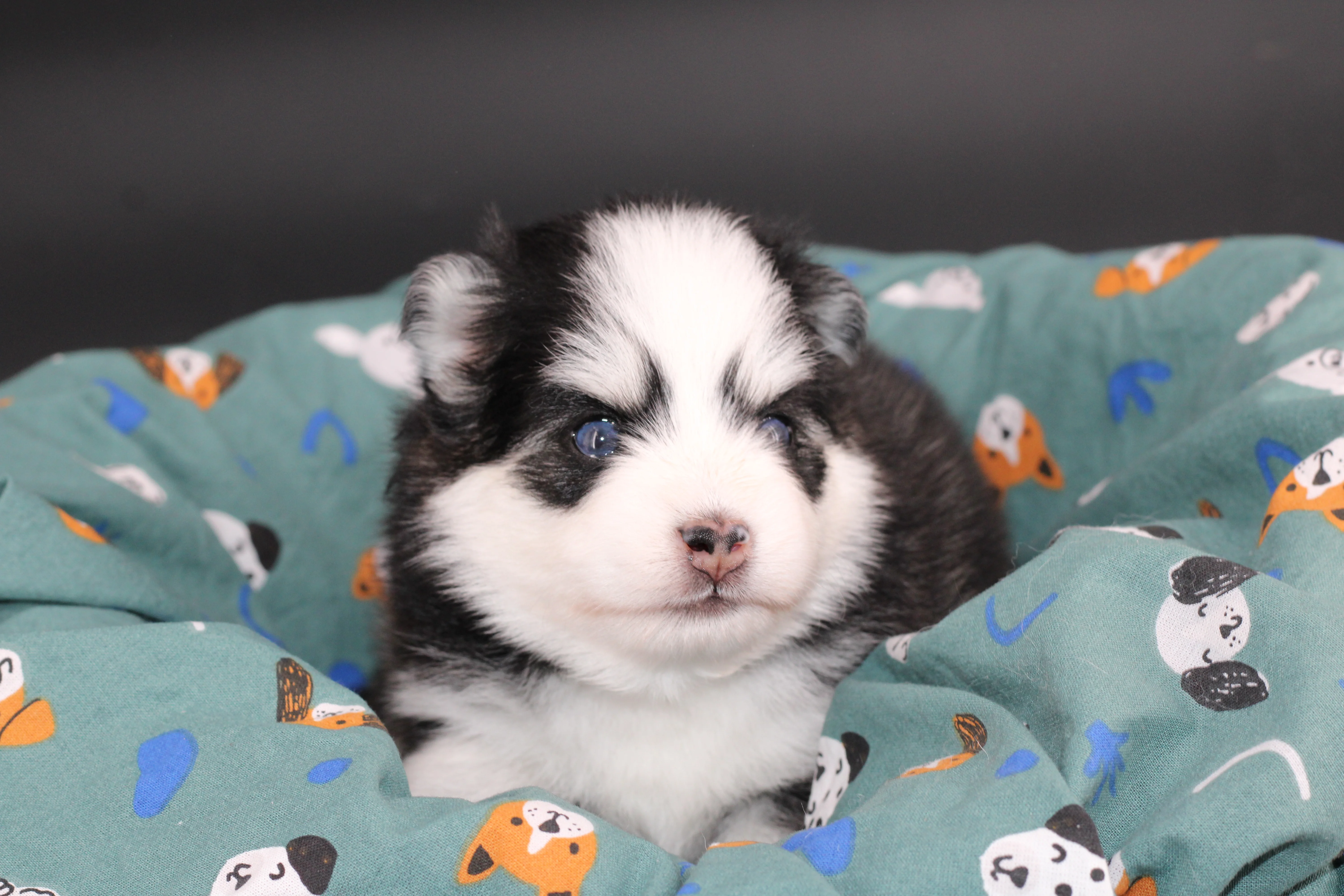 BAÏKAL, chiot Pomsky Royal POMSKY - photo 3