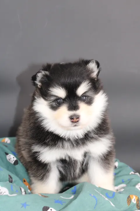 STAR, chiot Pomsky Royal POMSKY - photo 1