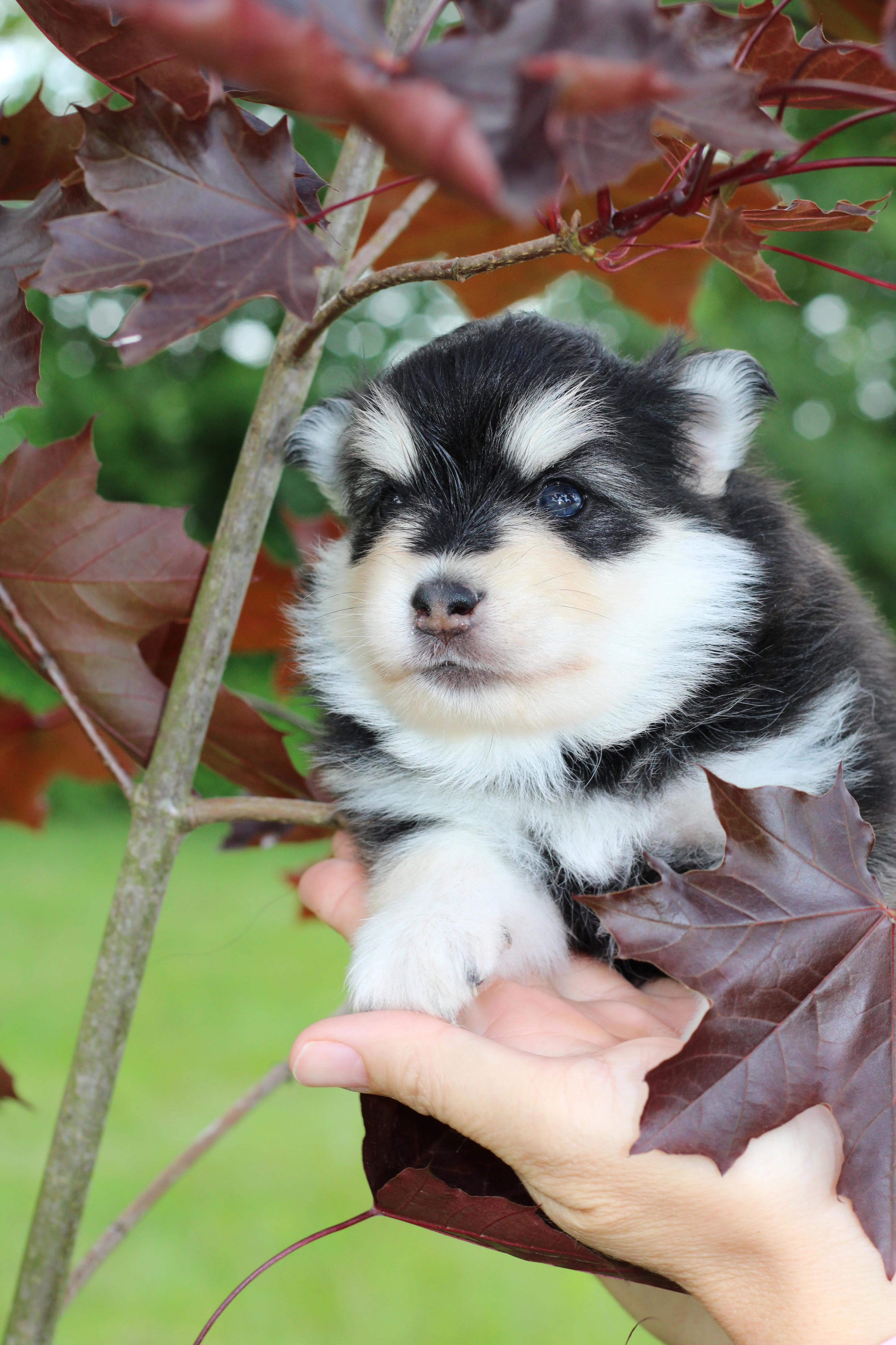 STAR, chiot Pomsky Royal POMSKY - photo 2