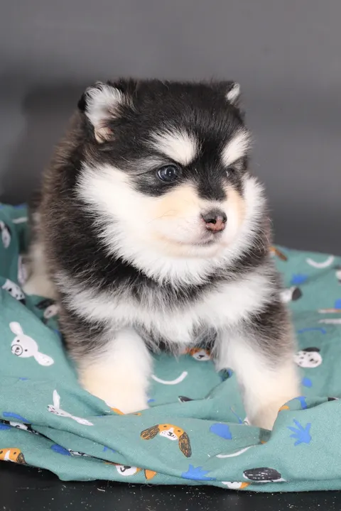 STAR, chiot Pomsky Royal POMSKY - photo 4