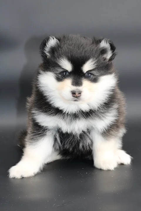 STAR, chiot Pomsky Royal POMSKY - photo 2