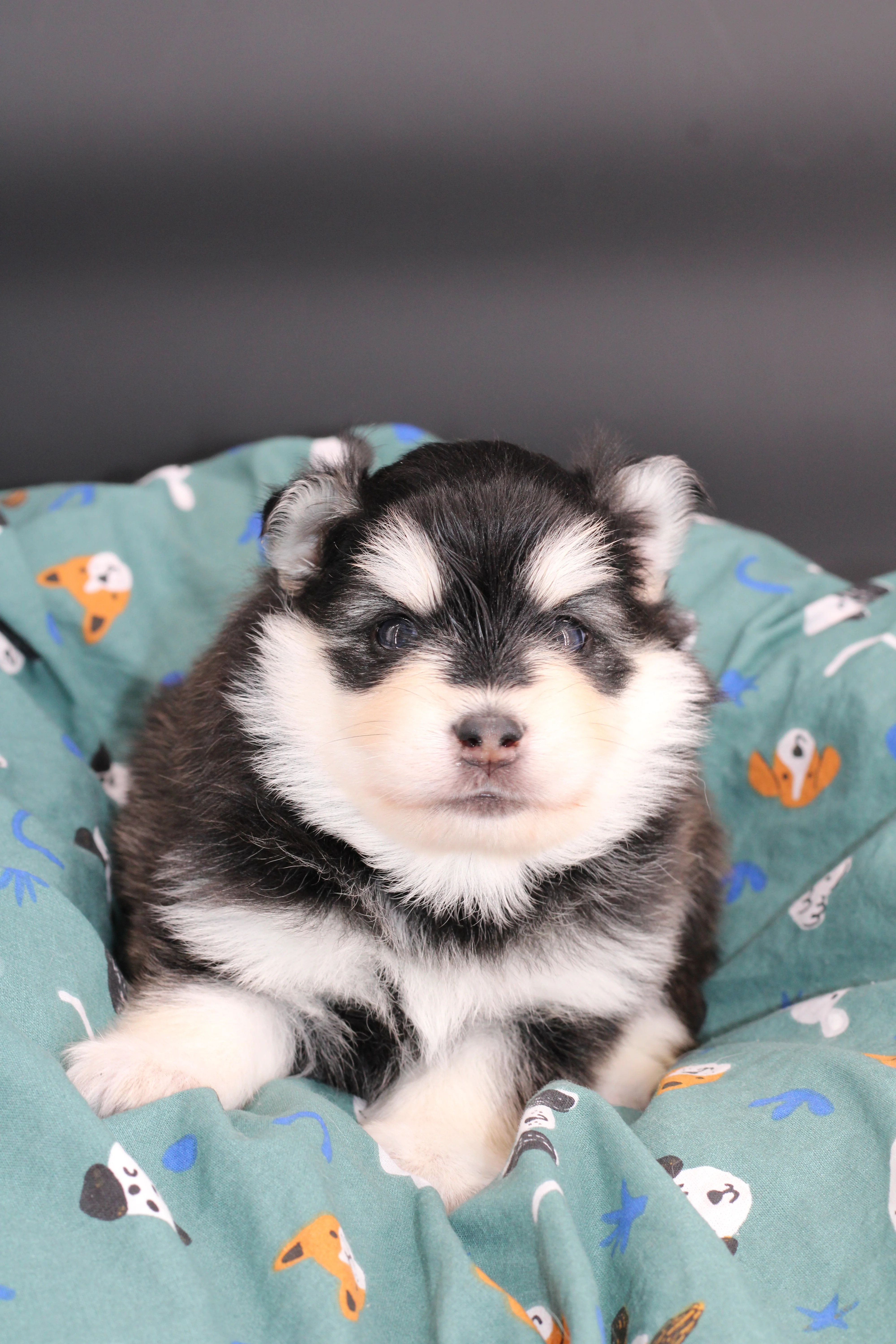 STAR, chiot Pomsky Royal POMSKY - photo 3