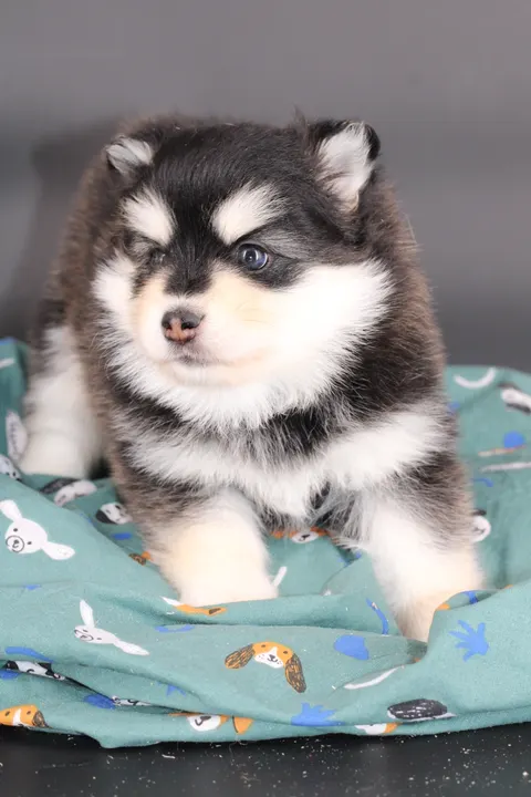 STAR, chiot Pomsky Royal POMSKY - photo 5