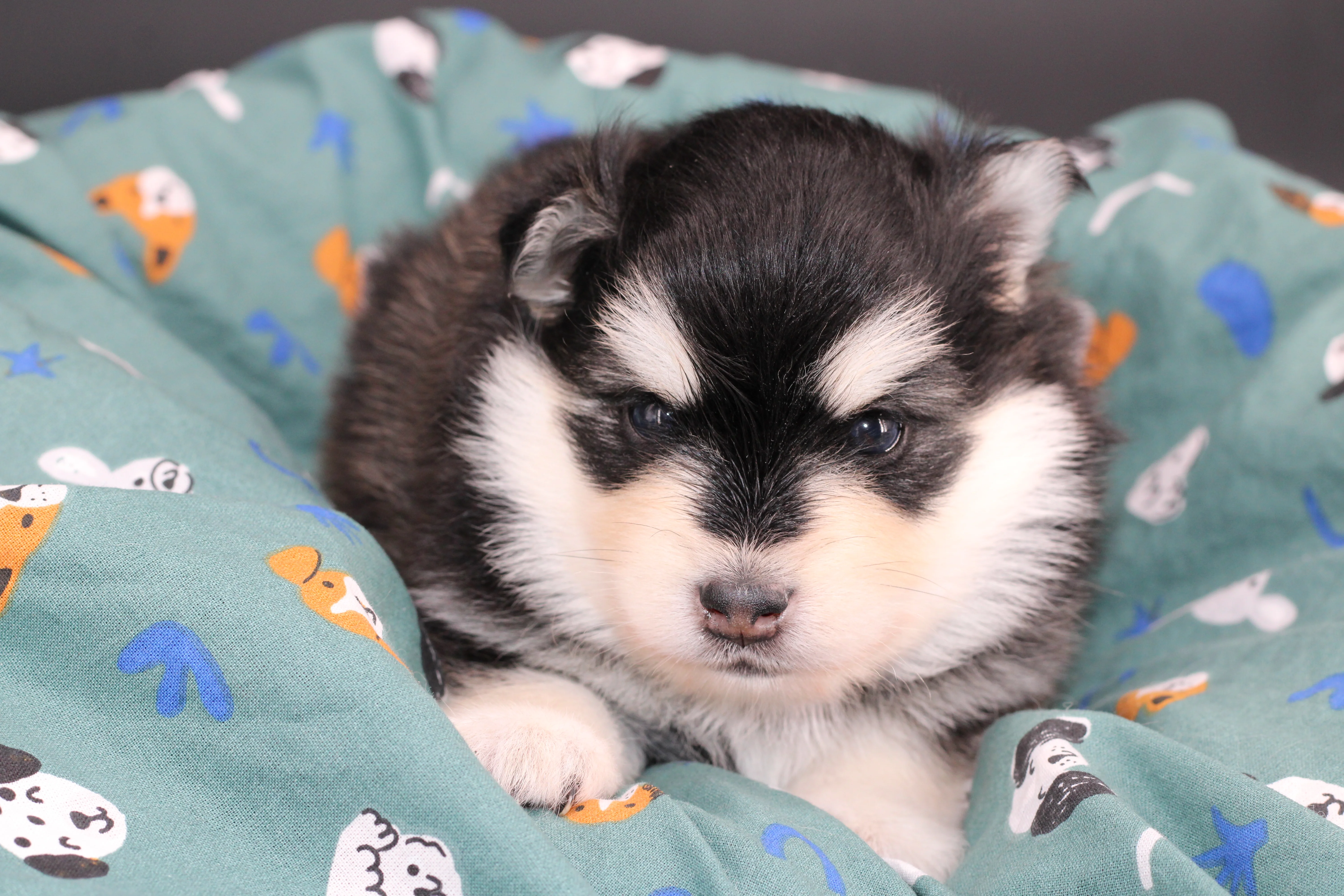 STAR, chiot Pomsky Royal POMSKY - photo 1