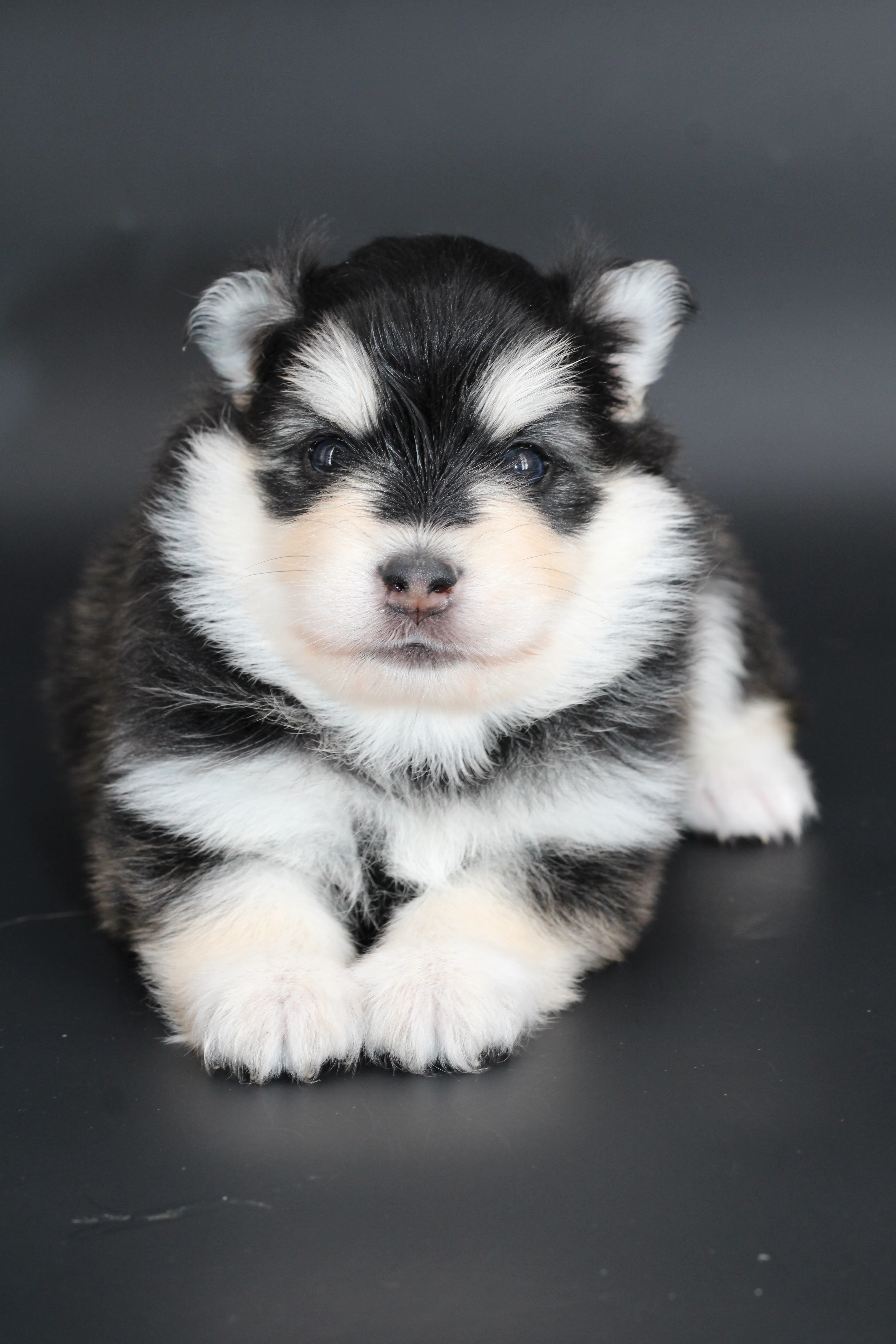 STAR, chiot Pomsky Royal POMSKY - photo 4