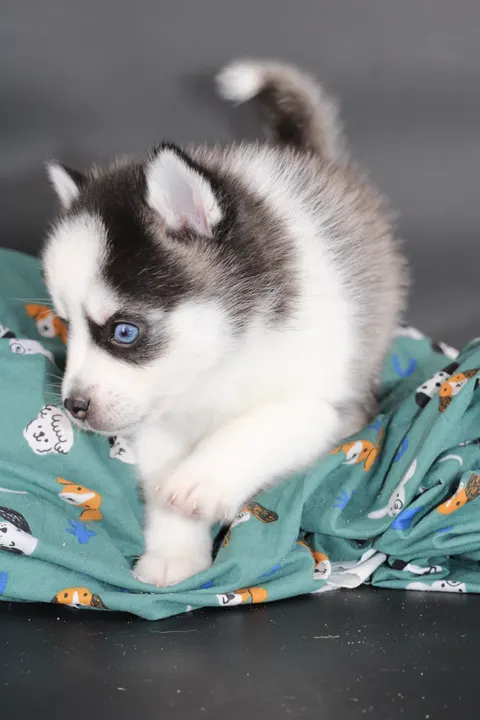 KIRO, chiot Pomsky Royal POMSKY - photo 1