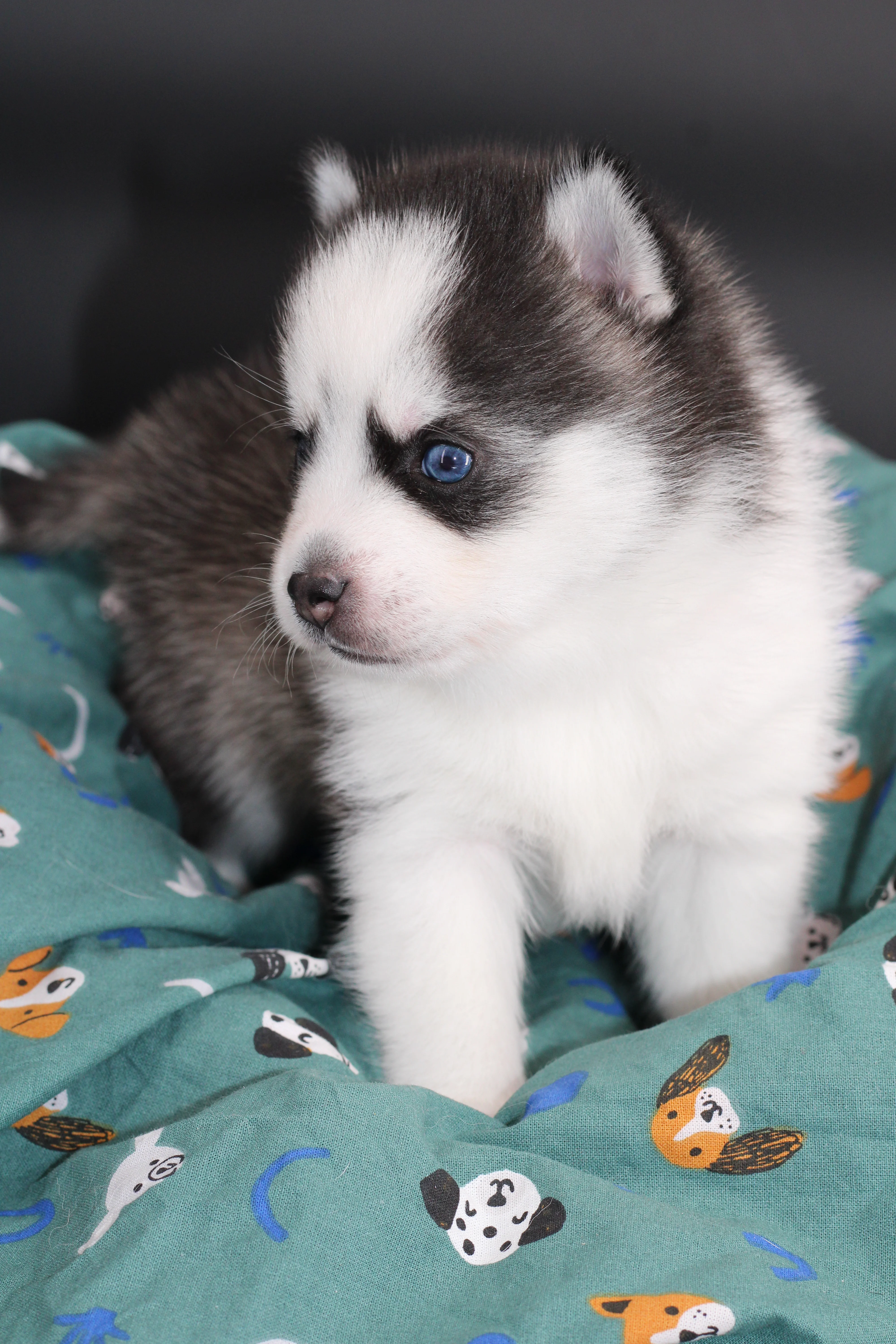 KIRO, chiot Pomsky Royal POMSKY - photo 2