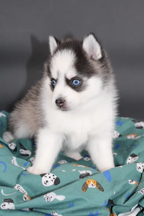 KIRO, chiot Pomsky Royal POMSKY - photo 2
