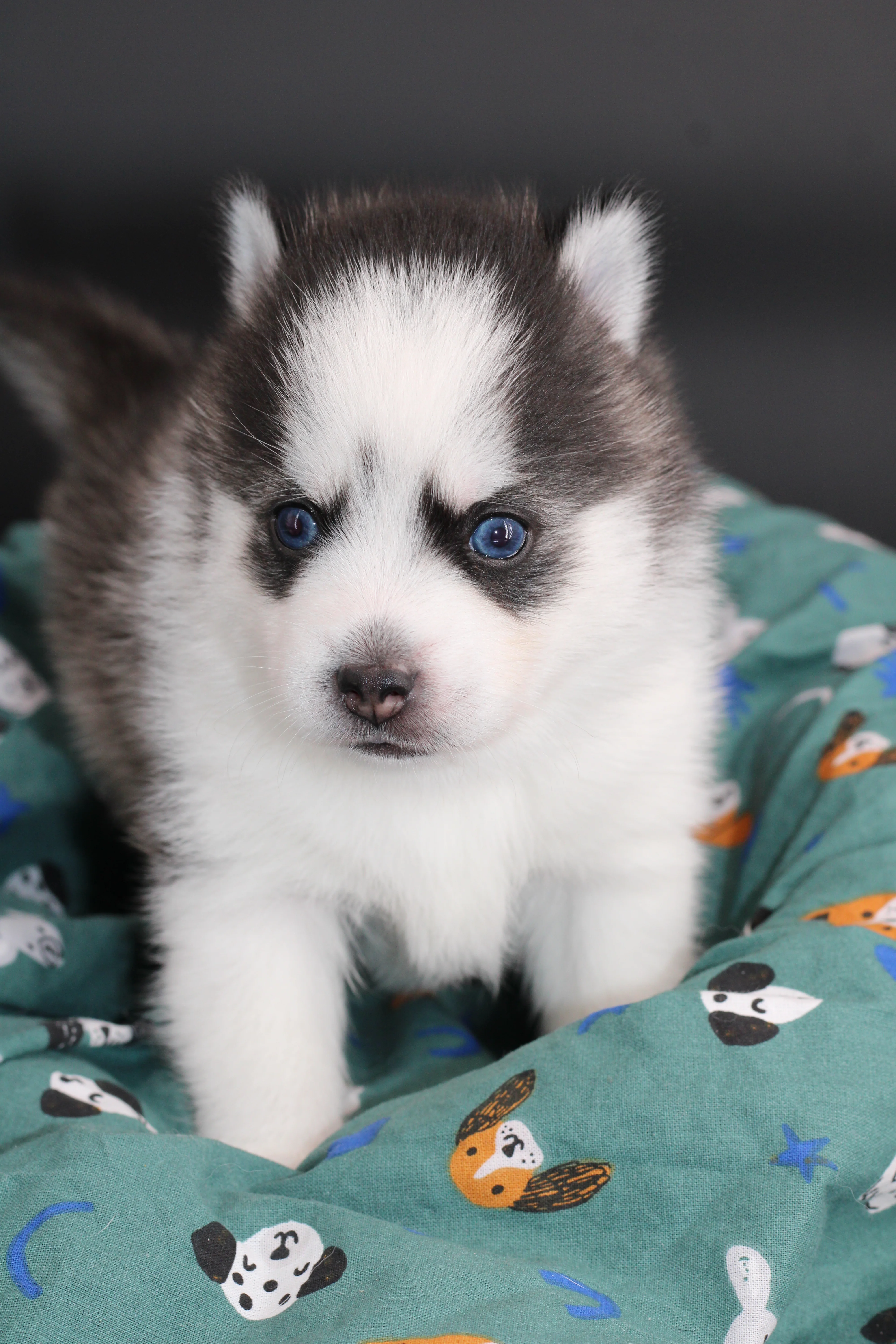 KIRO, chiot Pomsky Royal POMSKY - photo 3