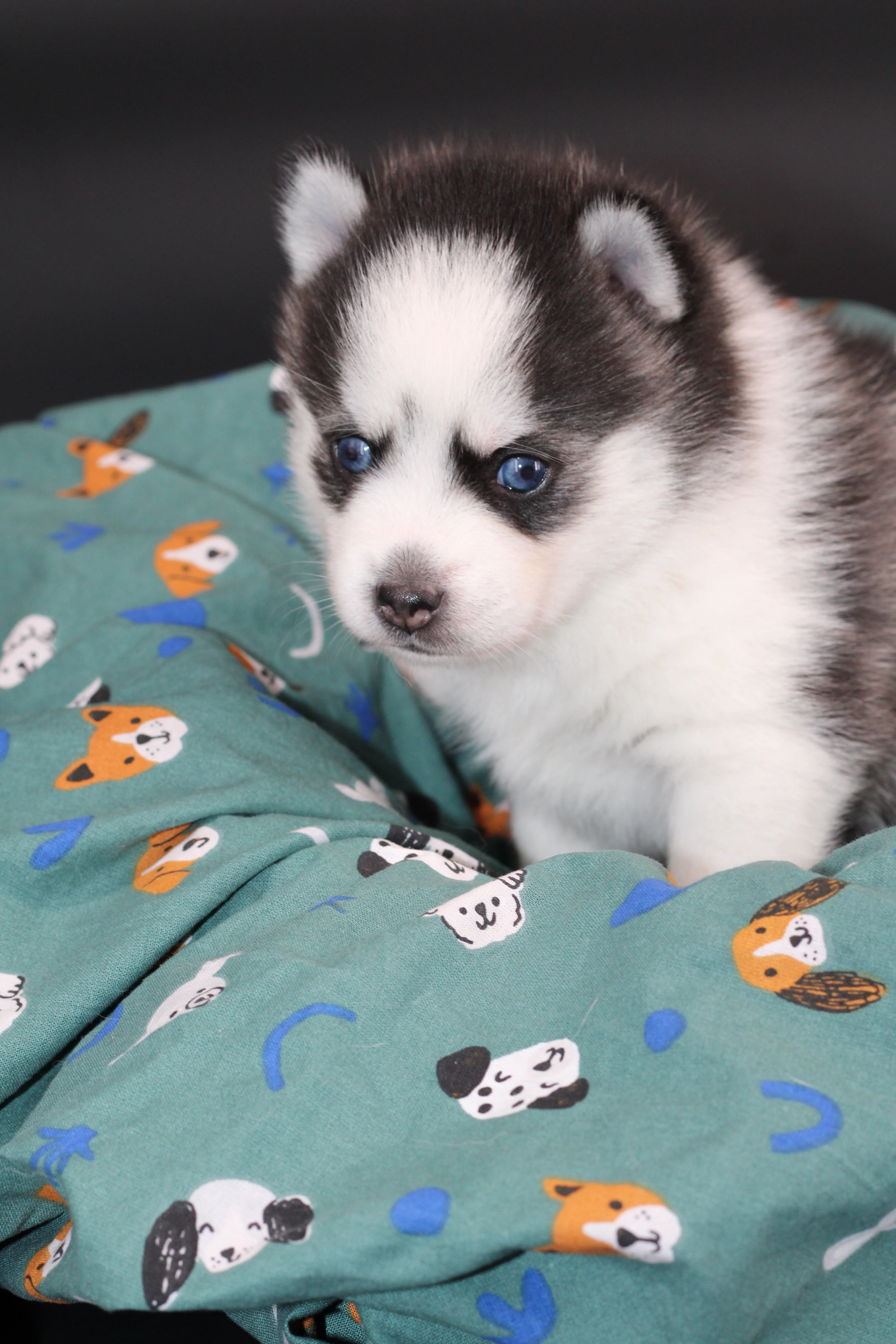 KIRO, chiot Pomsky Royal POMSKY - photo 4