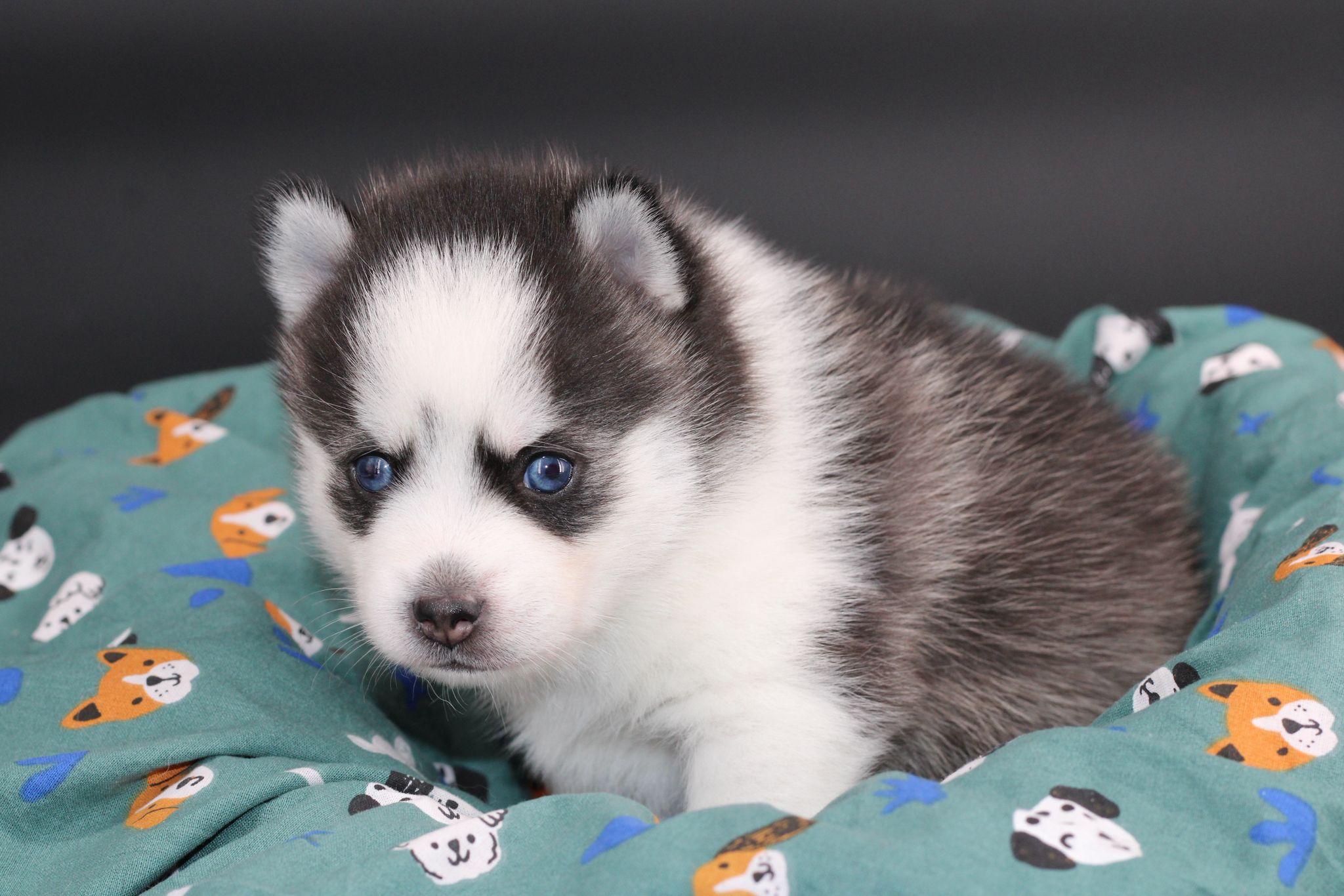 KIRO, chiot Pomsky Royal POMSKY - photo 1