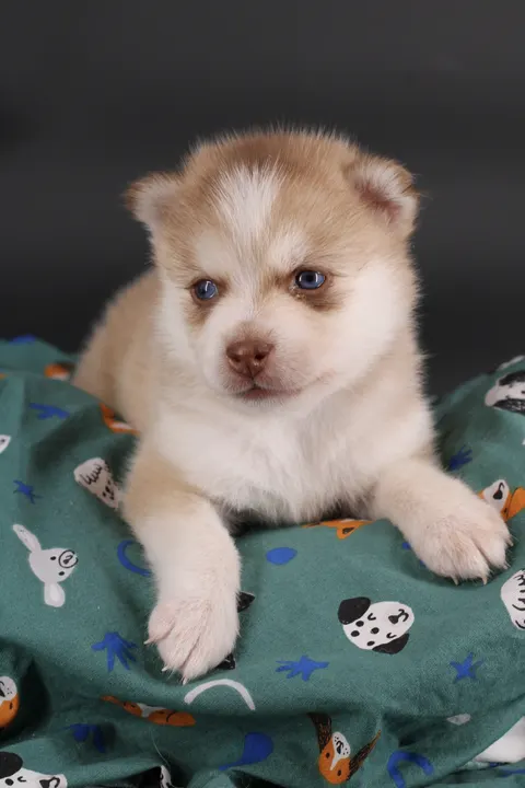 MIYU, chiot Pomsky Royal POMSKY - photo 1