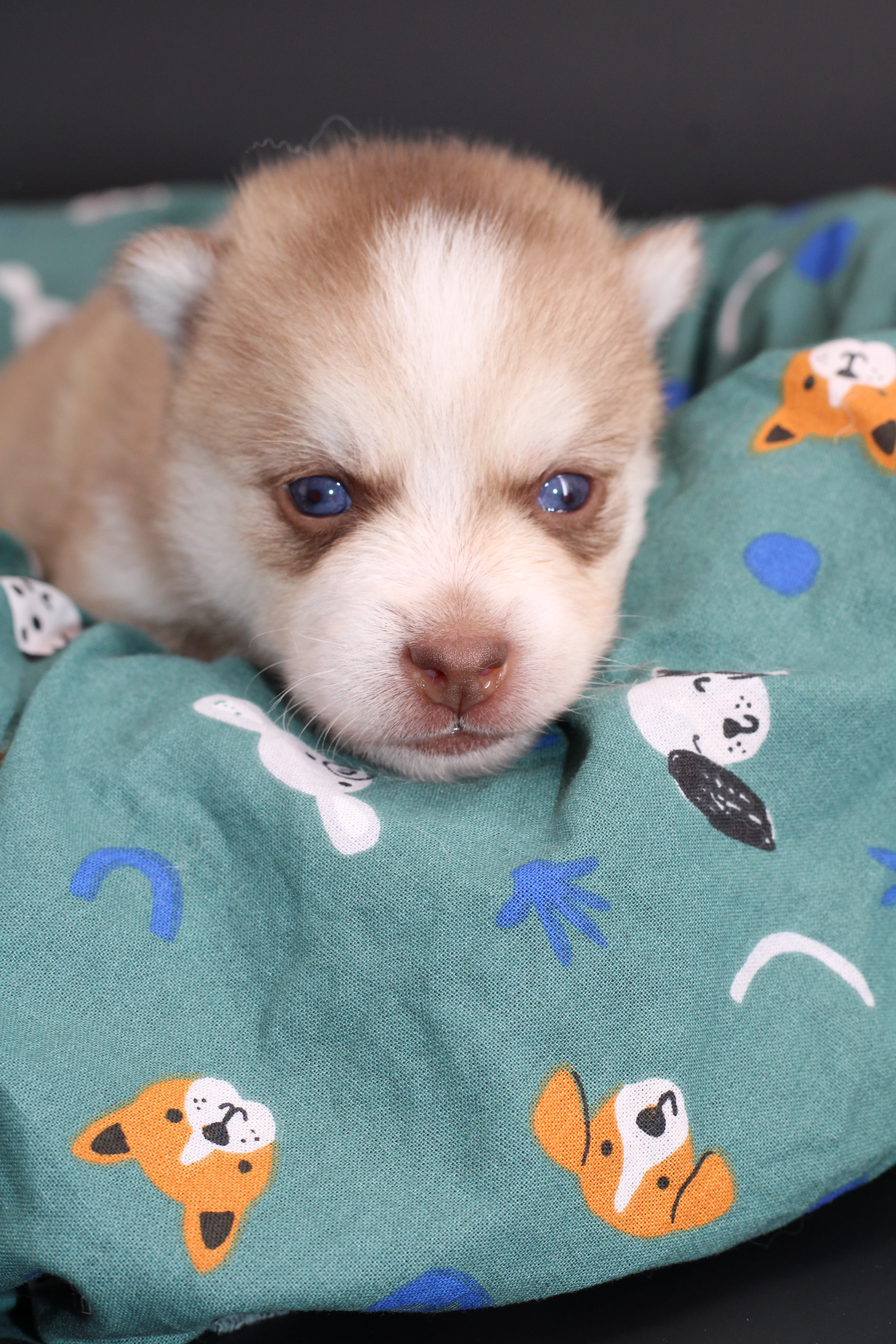 MIYU, chiot Pomsky Royal POMSKY - photo 2