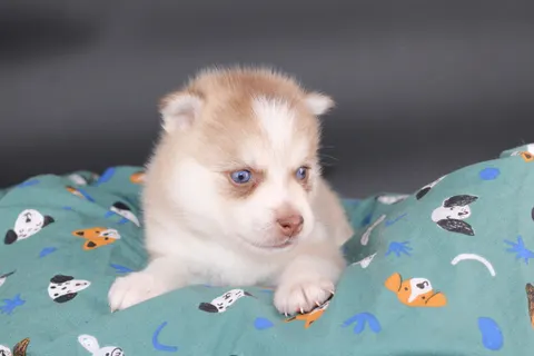 MIYU, chiot Pomsky Royal POMSKY - photo 2