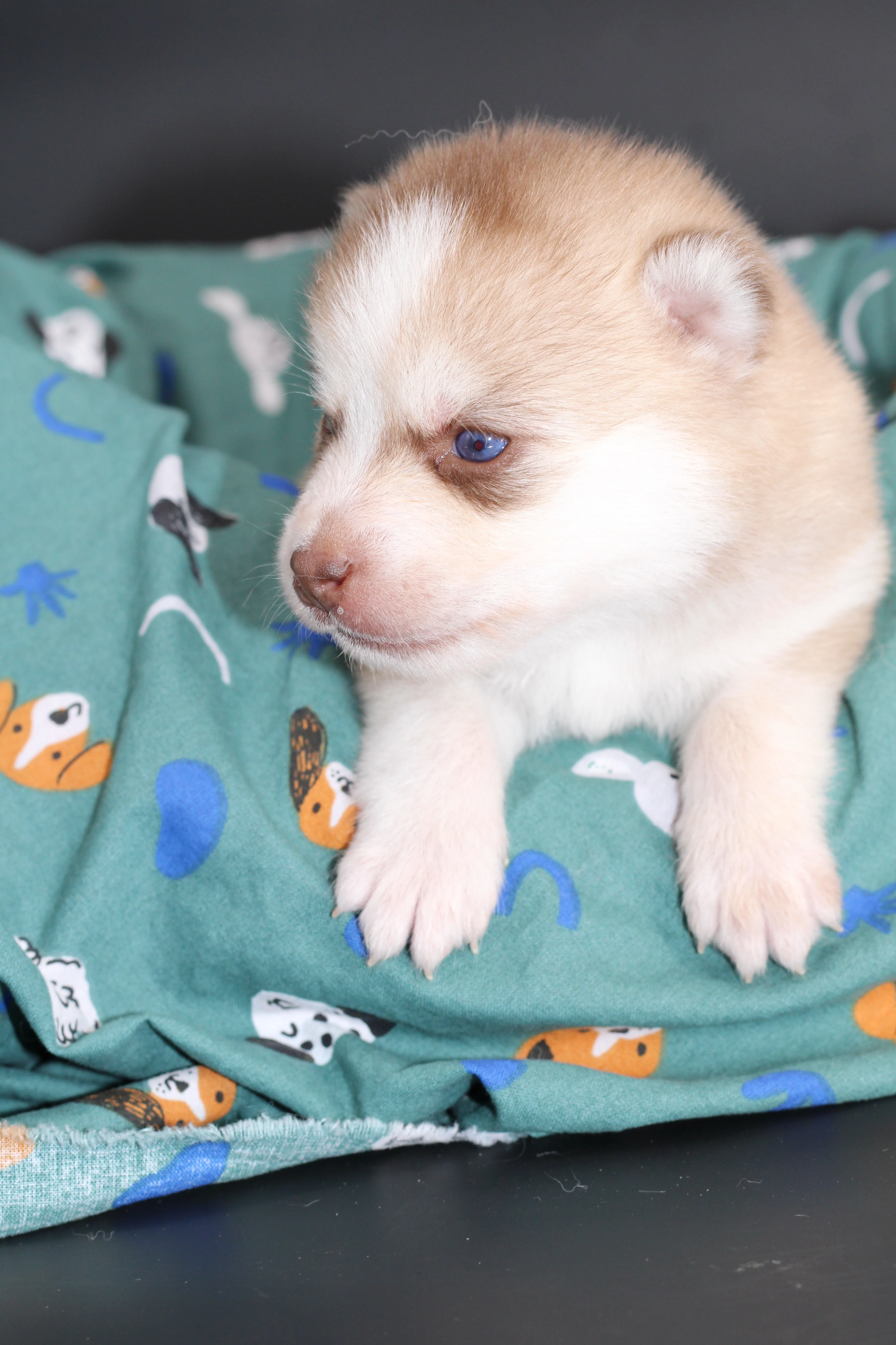 MIYU, chiot Pomsky Royal POMSKY - photo 3