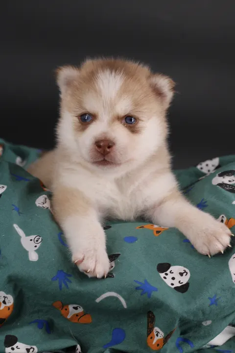 MIYU, chiot Pomsky Royal POMSKY - photo 3