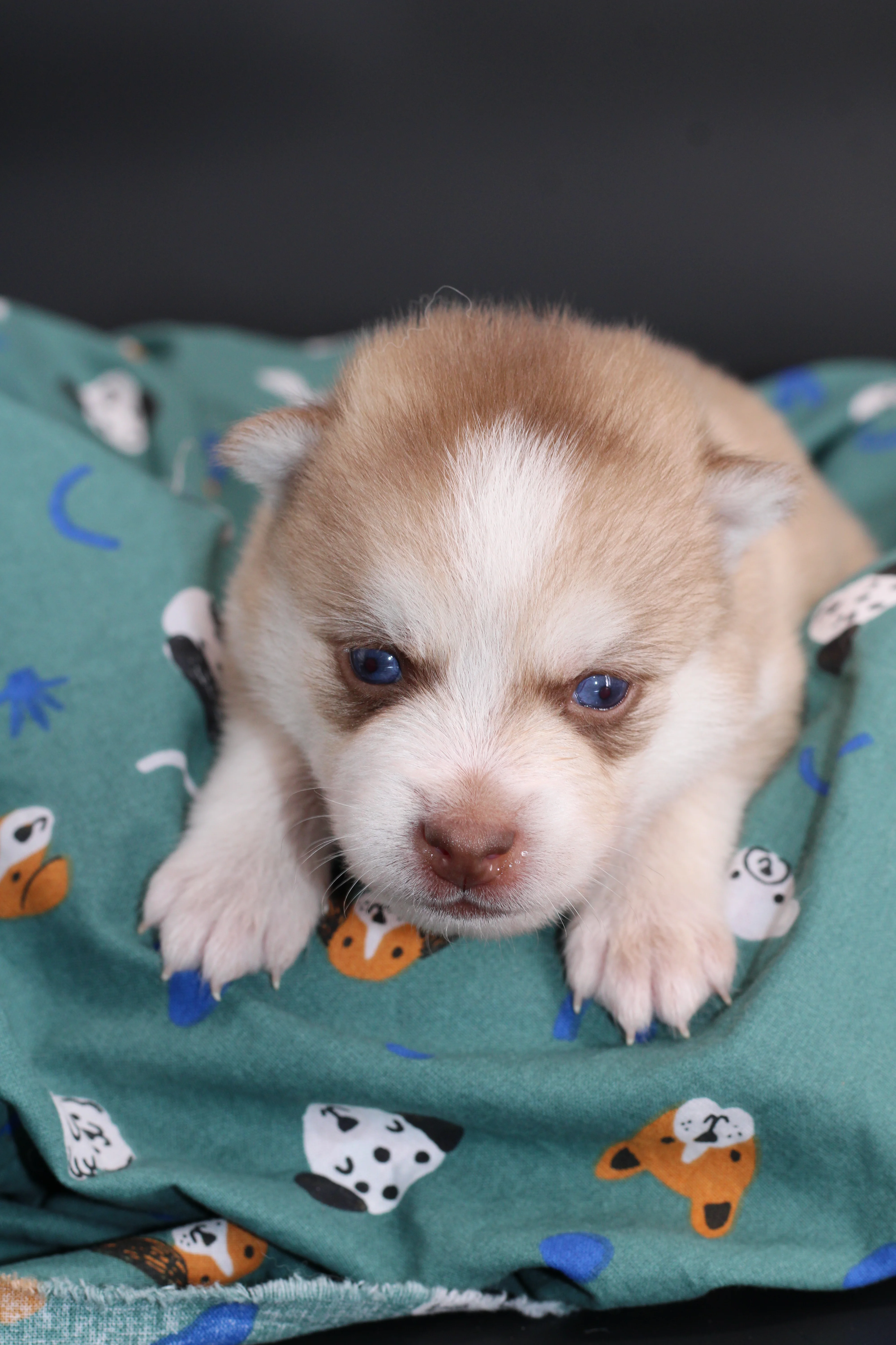 MIYU, chiot Pomsky Royal POMSKY - photo 4