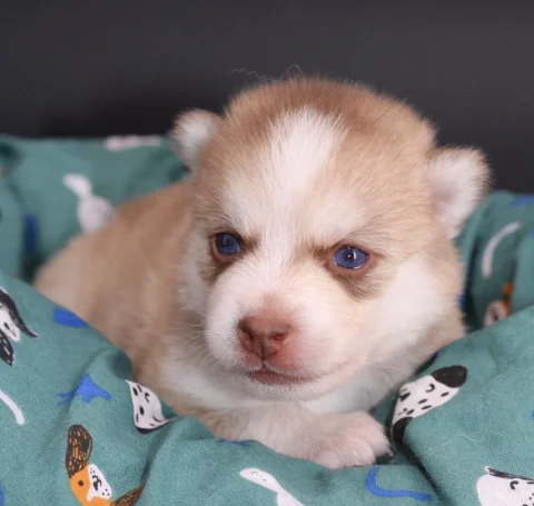 MIYU, chiot Pomsky Royal POMSKY - photo 1