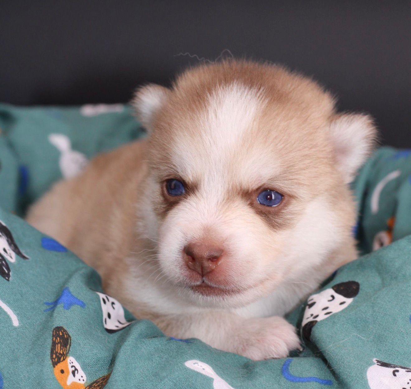 MIYU, chiot Pomsky Royal POMSKY - photo 1