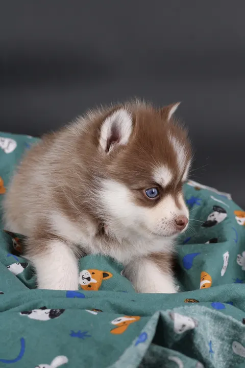NAYA, chiot Pomsky Royal POMSKY - photo 1