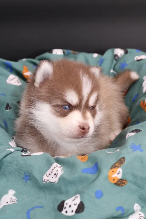 NAYA, chiot Pomsky Royal POMSKY - photo 1