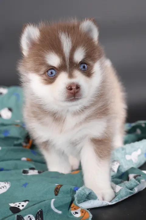 NAYA, chiot Pomsky Royal POMSKY - photo 2