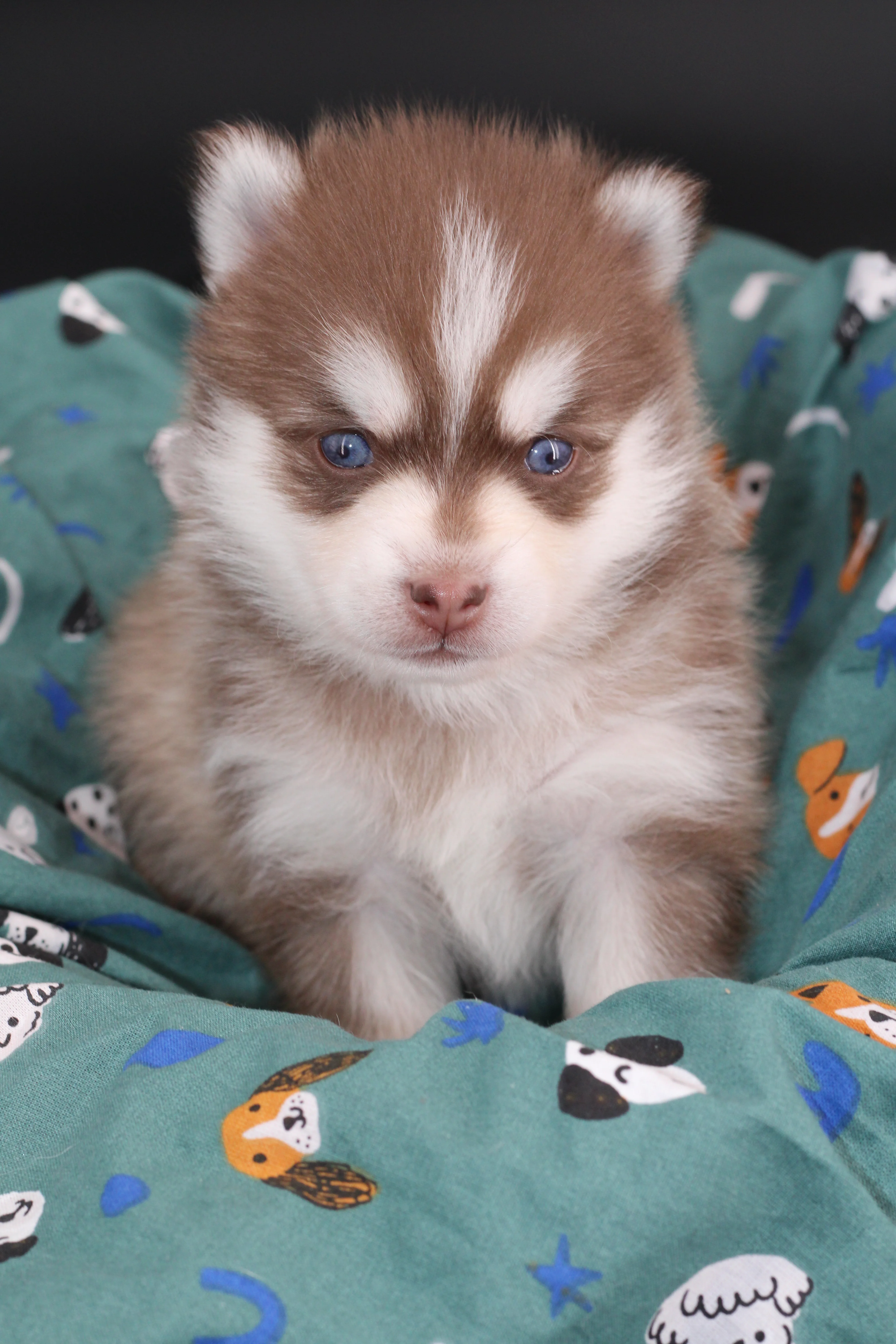 NAYA, chiot Pomsky Royal POMSKY - photo 2