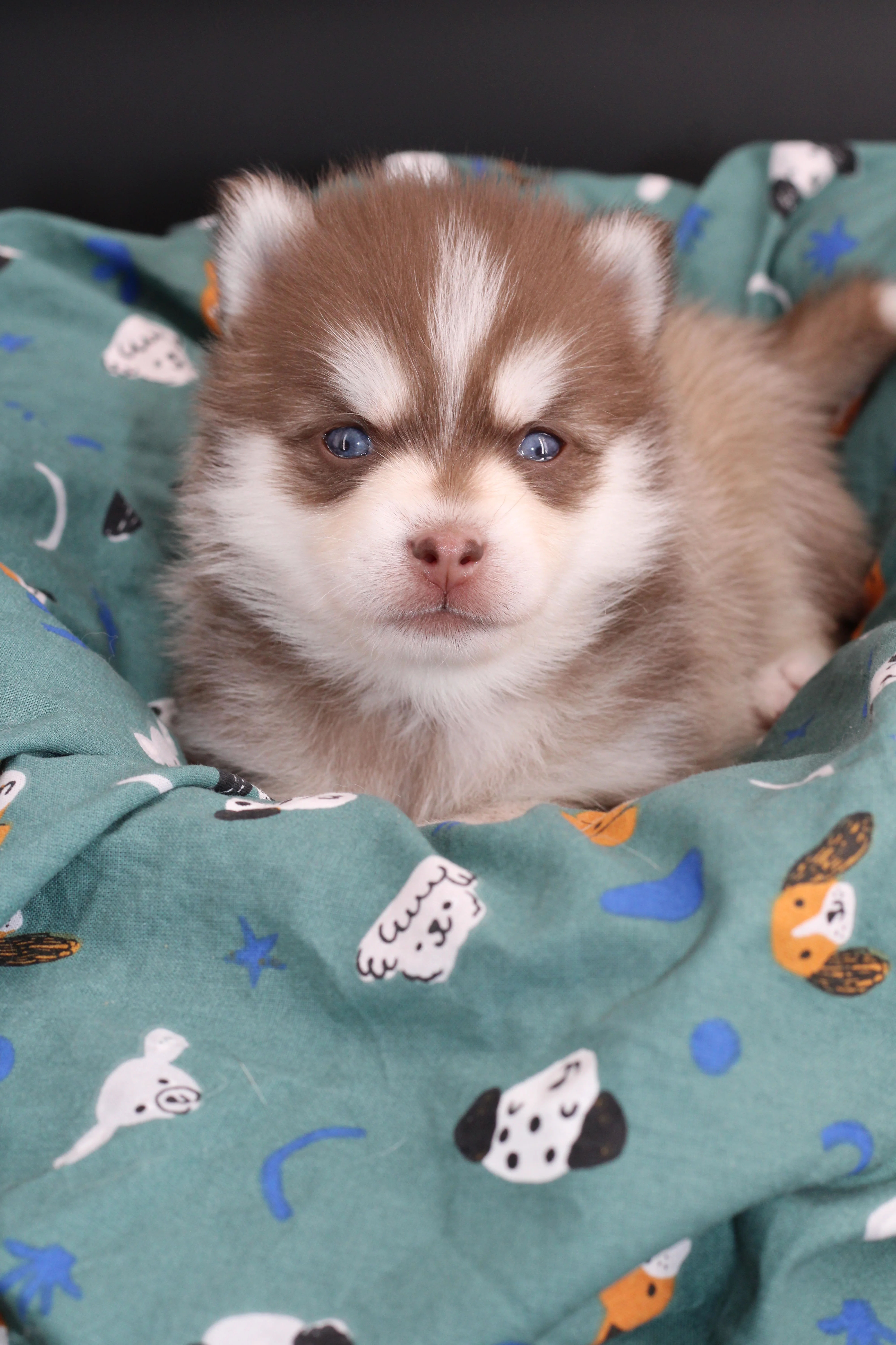 NAYA, chiot Pomsky Royal POMSKY - photo 3