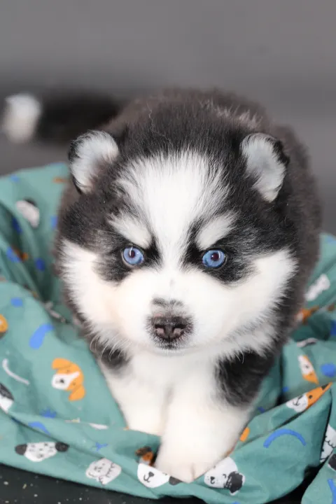 SANO, chiot Pomsky Royal POMSKY - photo 1