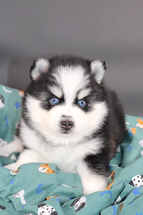 SANO, chiot Pomsky Royal POMSKY - photo 2