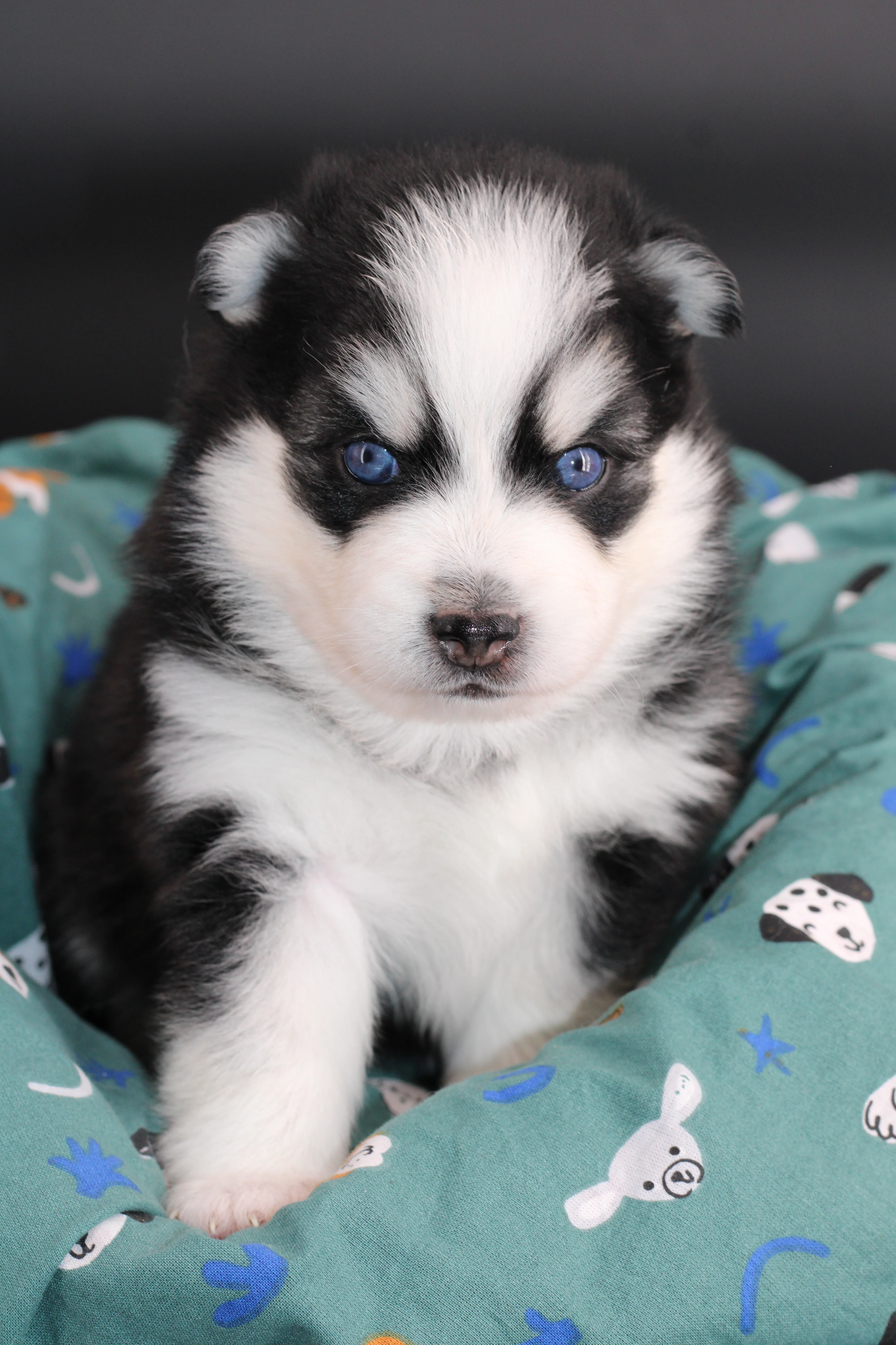 SANO, chiot Pomsky Royal POMSKY - photo 2