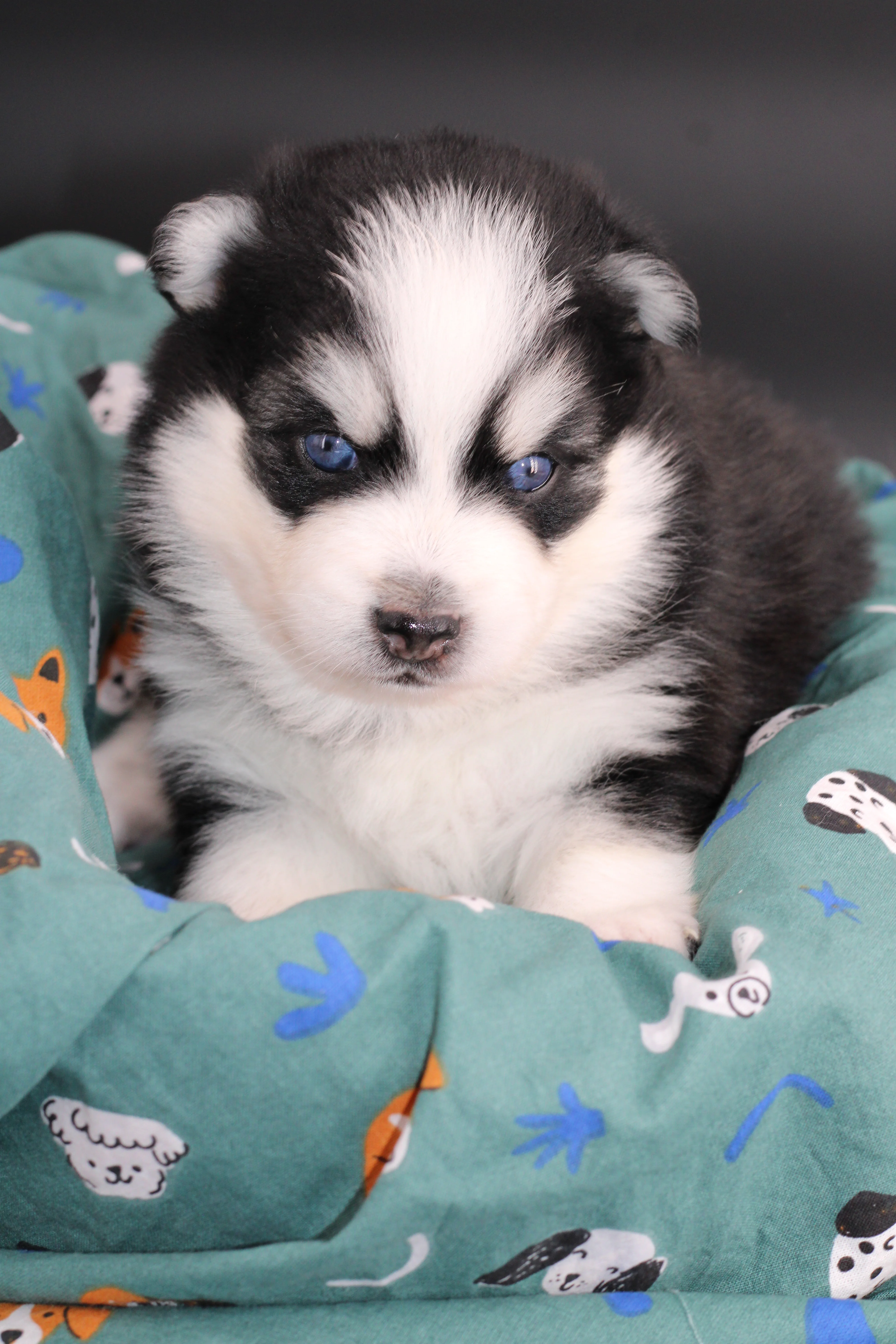 SANO, chiot Pomsky Royal POMSKY - photo 3