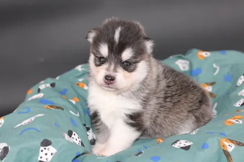 RÉMUS, chiot Pomsky Royal POMSKY - photo 1