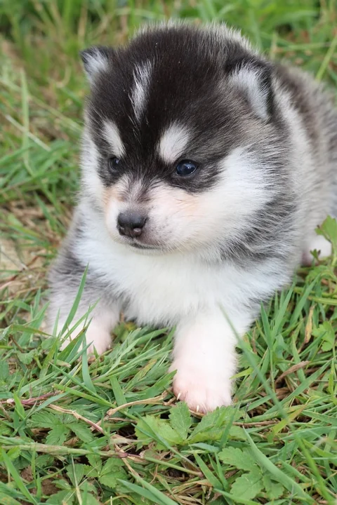 RÉMUS, chiot Pomsky Royal POMSKY - photo 1