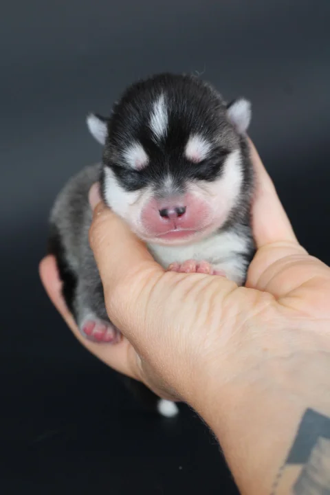 RÉMUS, chiot Pomsky Royal POMSKY - photo 1