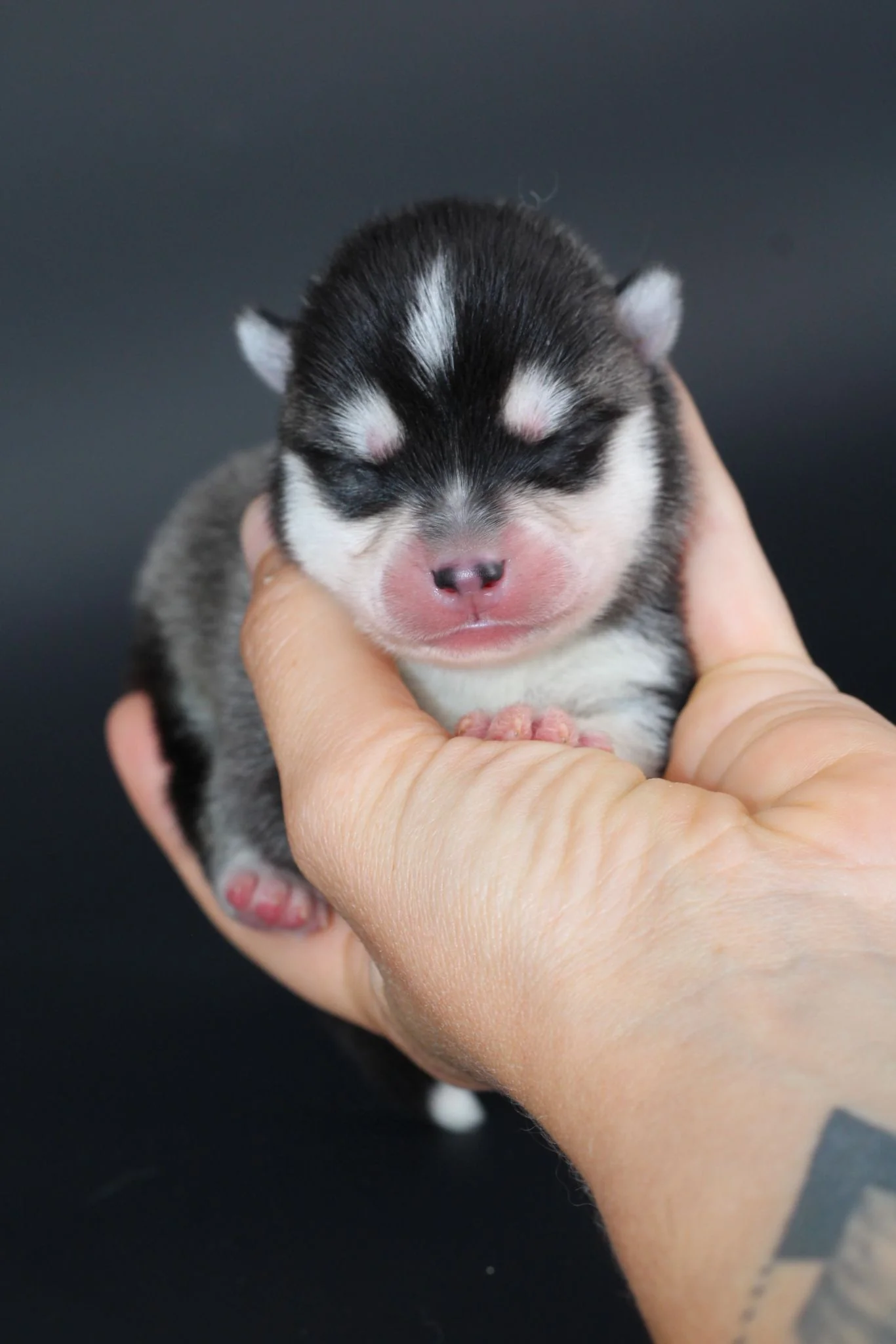 RÉMUS, chiot Pomsky Royal POMSKY - photo 1