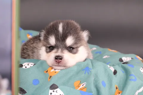 RÉMUS, chiot Pomsky Royal POMSKY - photo 4