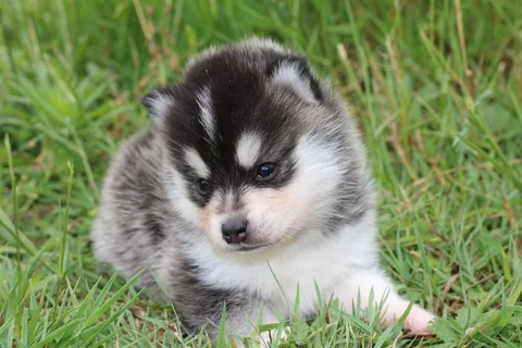 RÉMUS, chiot Pomsky Royal POMSKY - photo 2