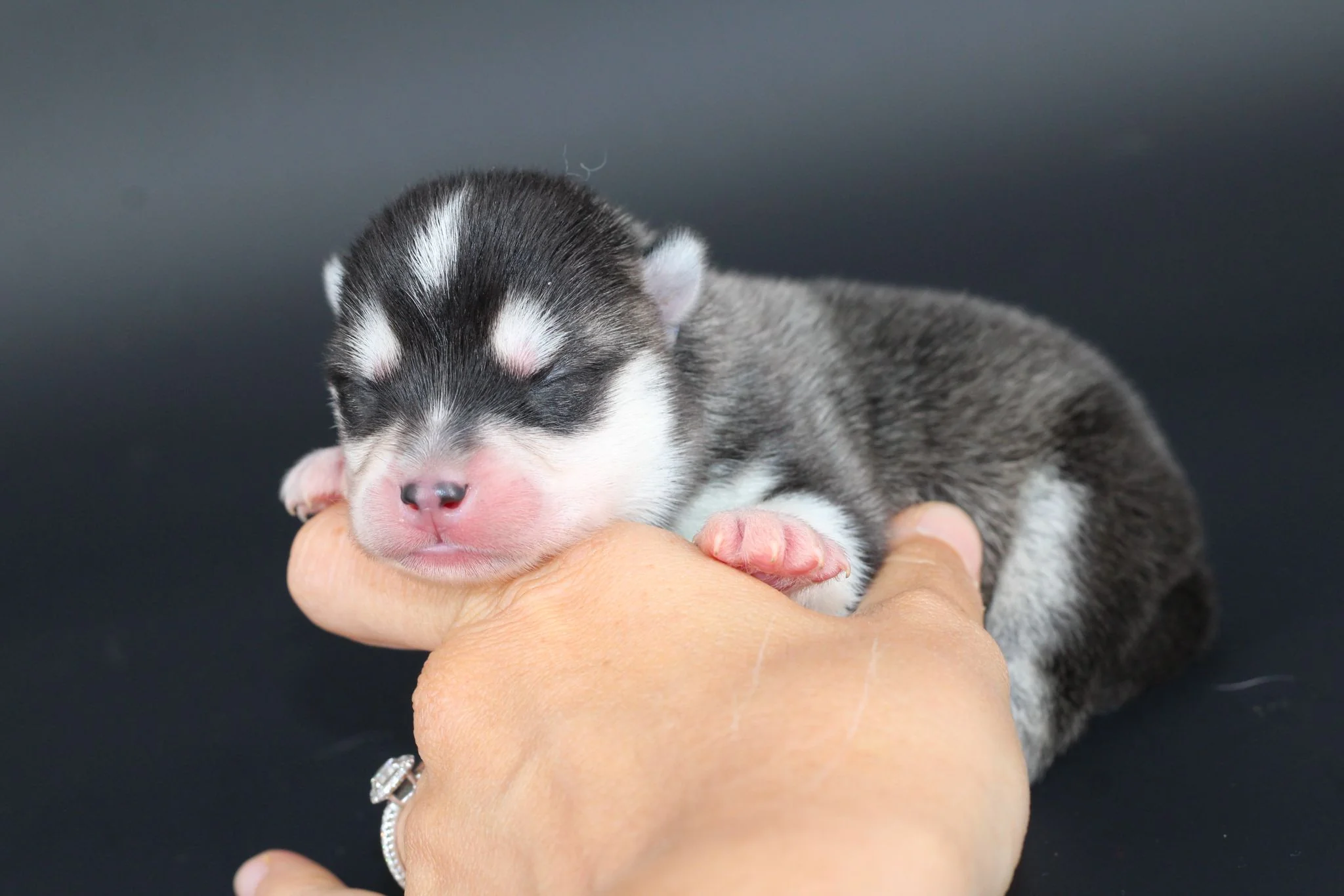 RÉMUS, chiot Pomsky Royal POMSKY - photo 2